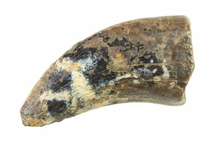 Tyrannosaur (Nanotyrannus) Tooth - Montana #338796